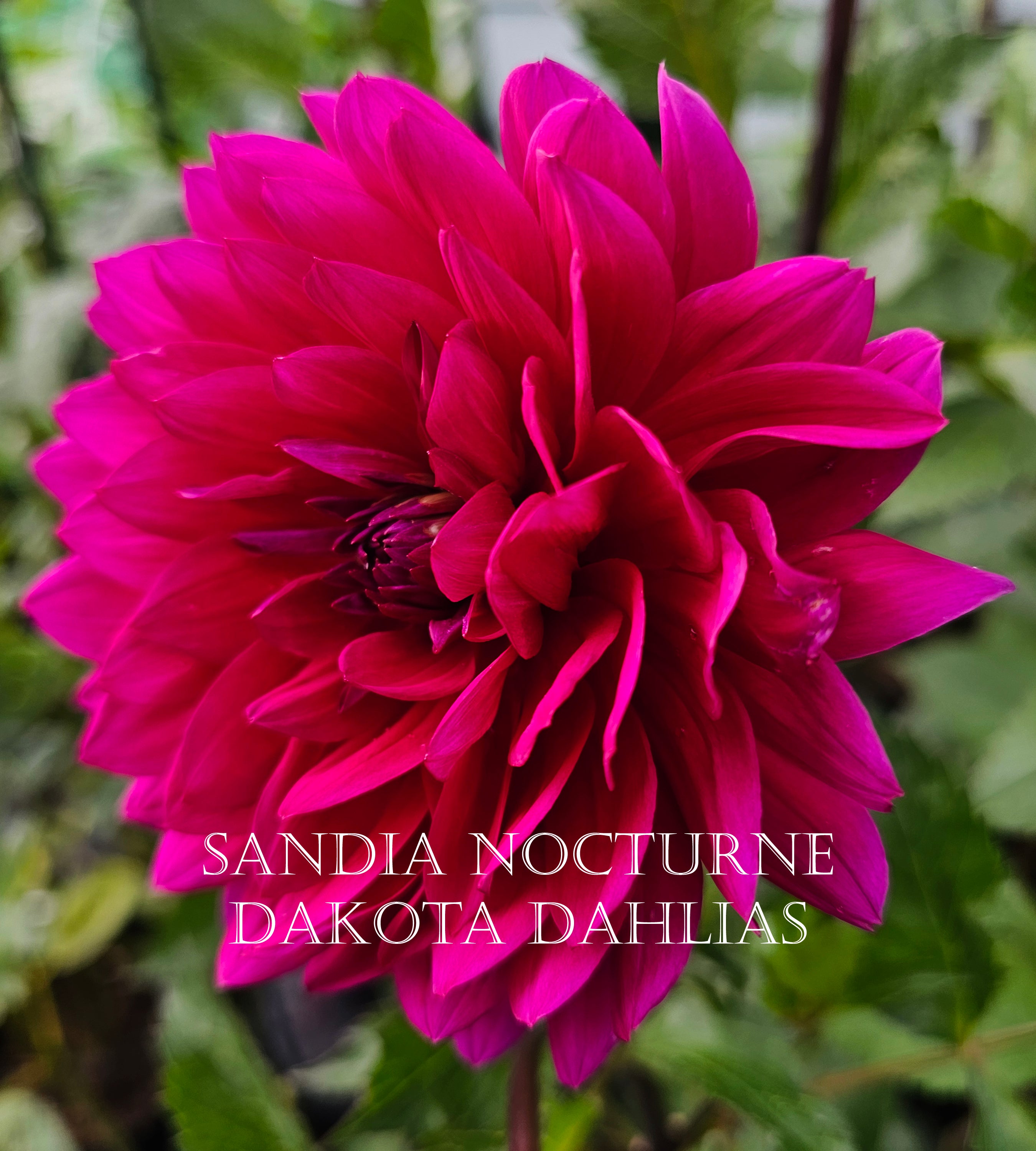 Sandia Nocturne