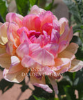 Sandia Rose--LIMIT 1