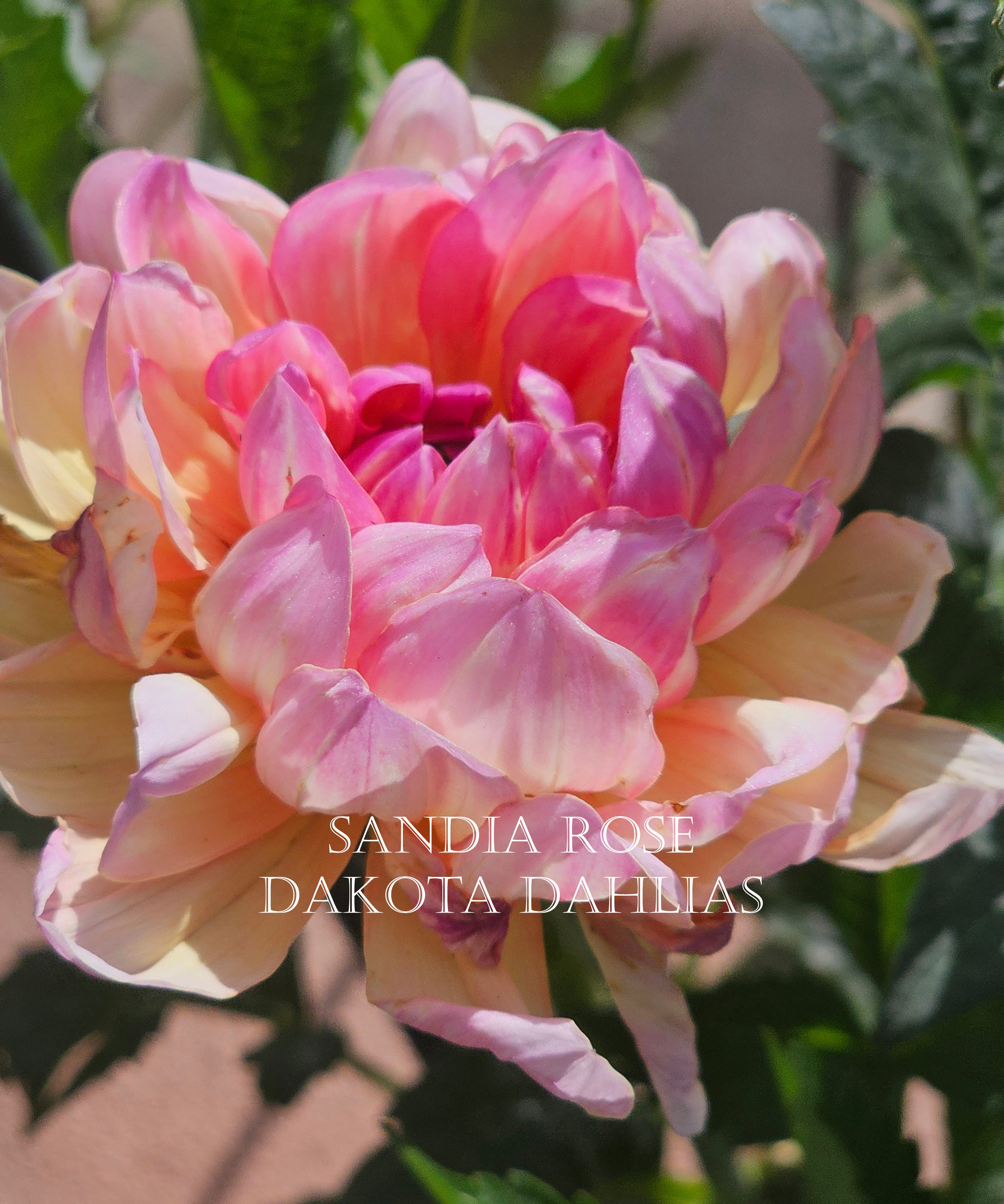Sandia Rose--LIMIT 1
