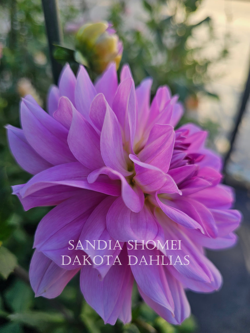 Sandia Shomei--LIMIT 1