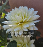 Sandia Showboat