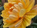 Sandia Susan