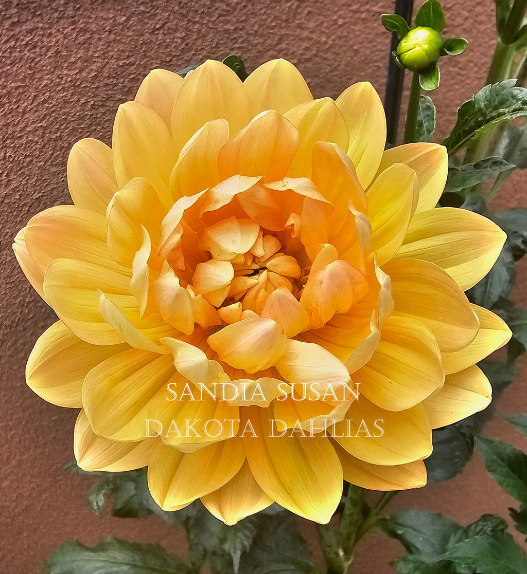 Sandia Susan