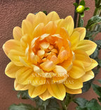 Sandia Susan