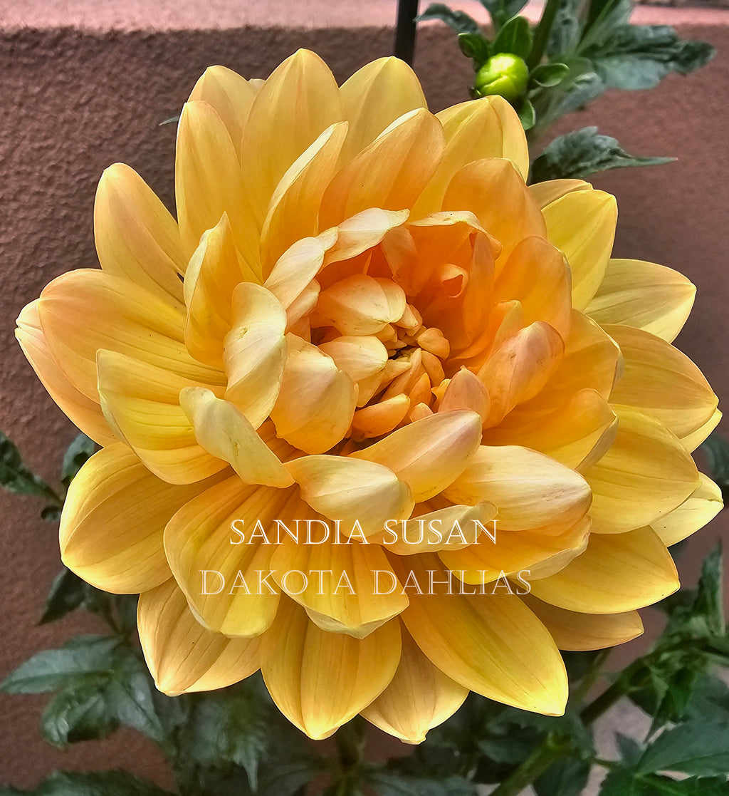 Sandia Susan