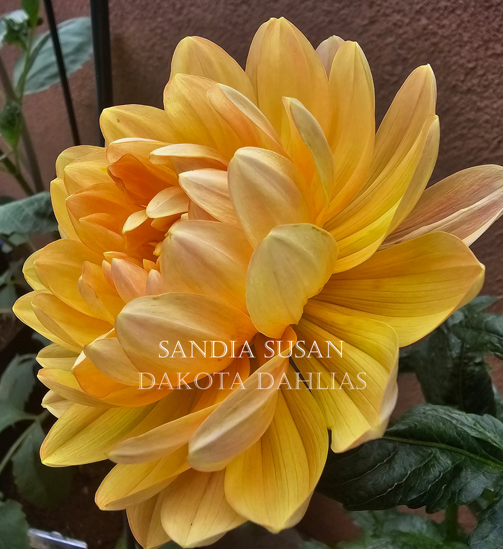 Sandia Susan