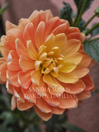 Sandia Susan