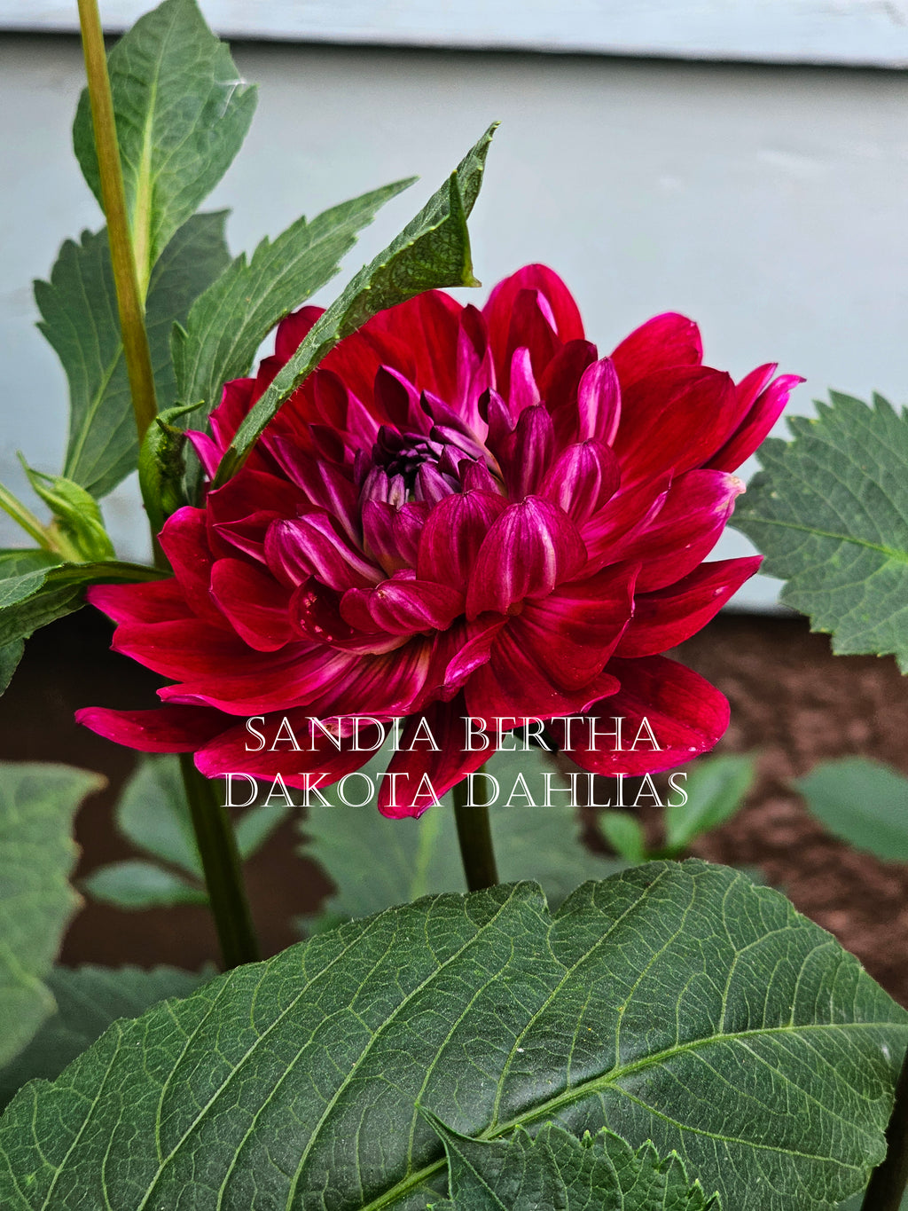 Sandia Bertha