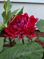 Sandia Bertha