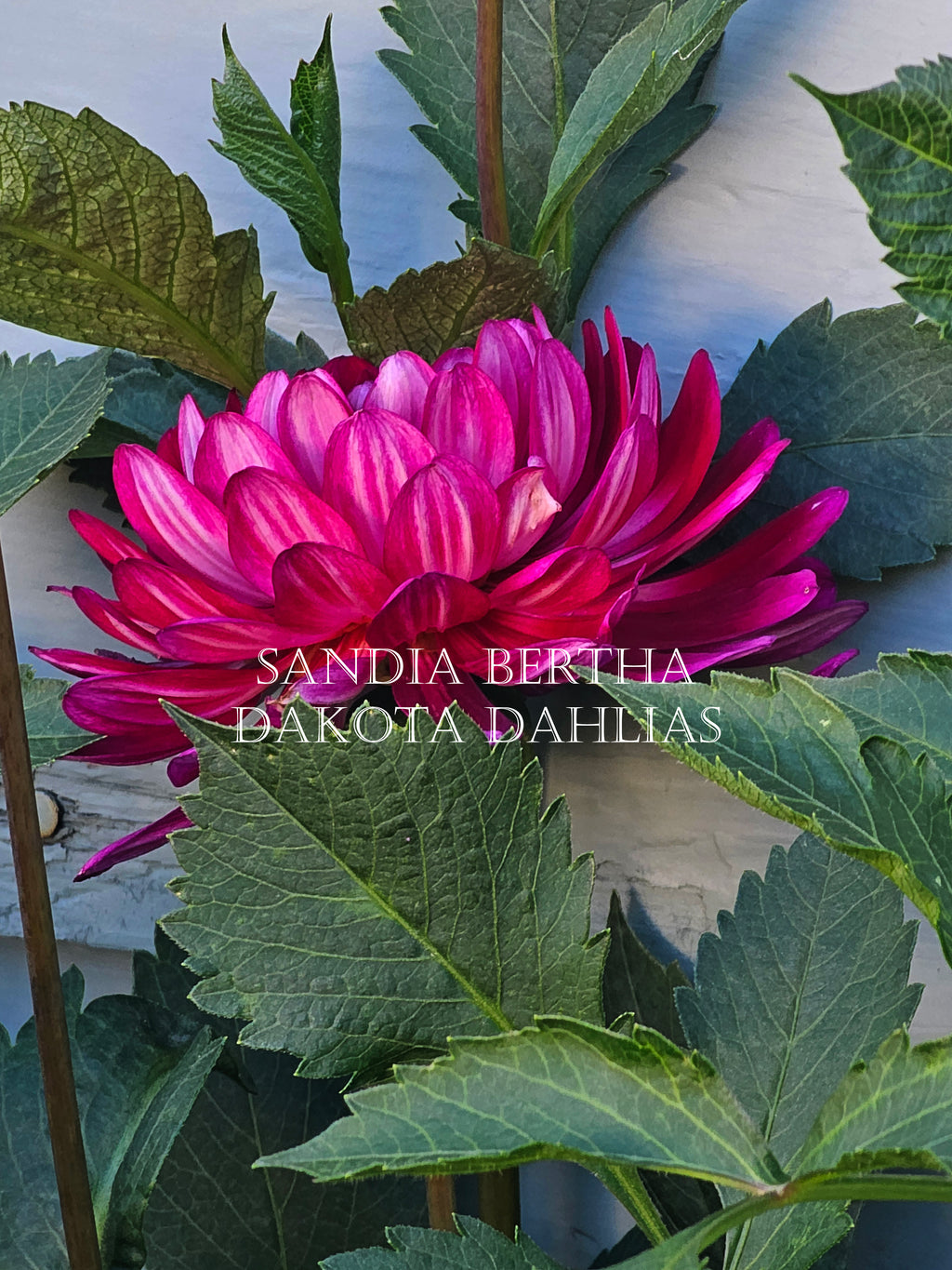 Sandia Bertha