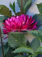 Sandia Bertha