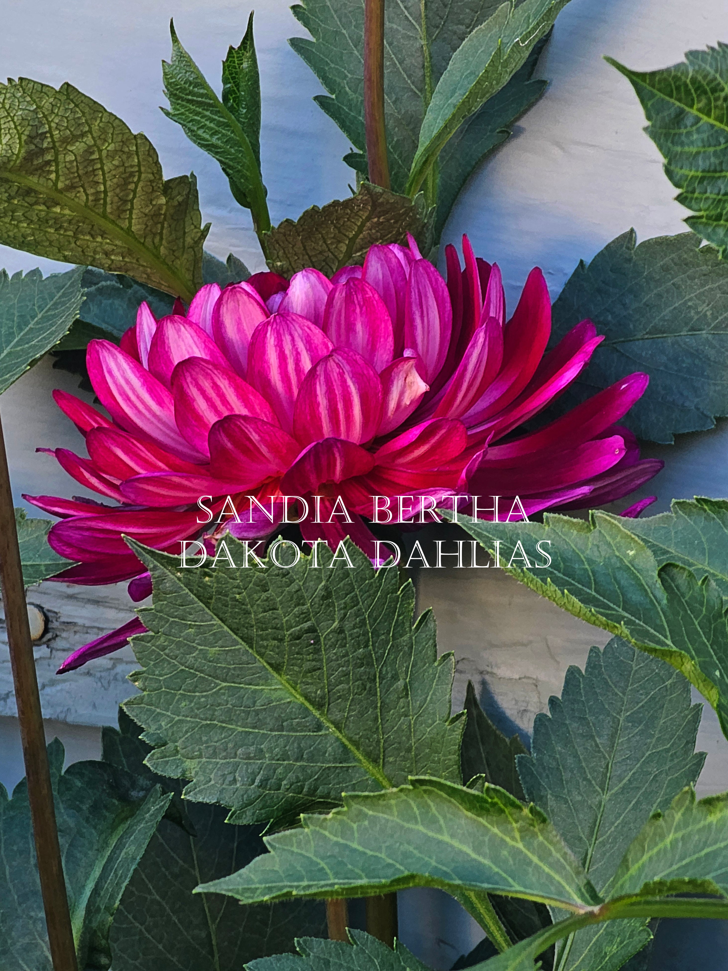 Sandia Bertha