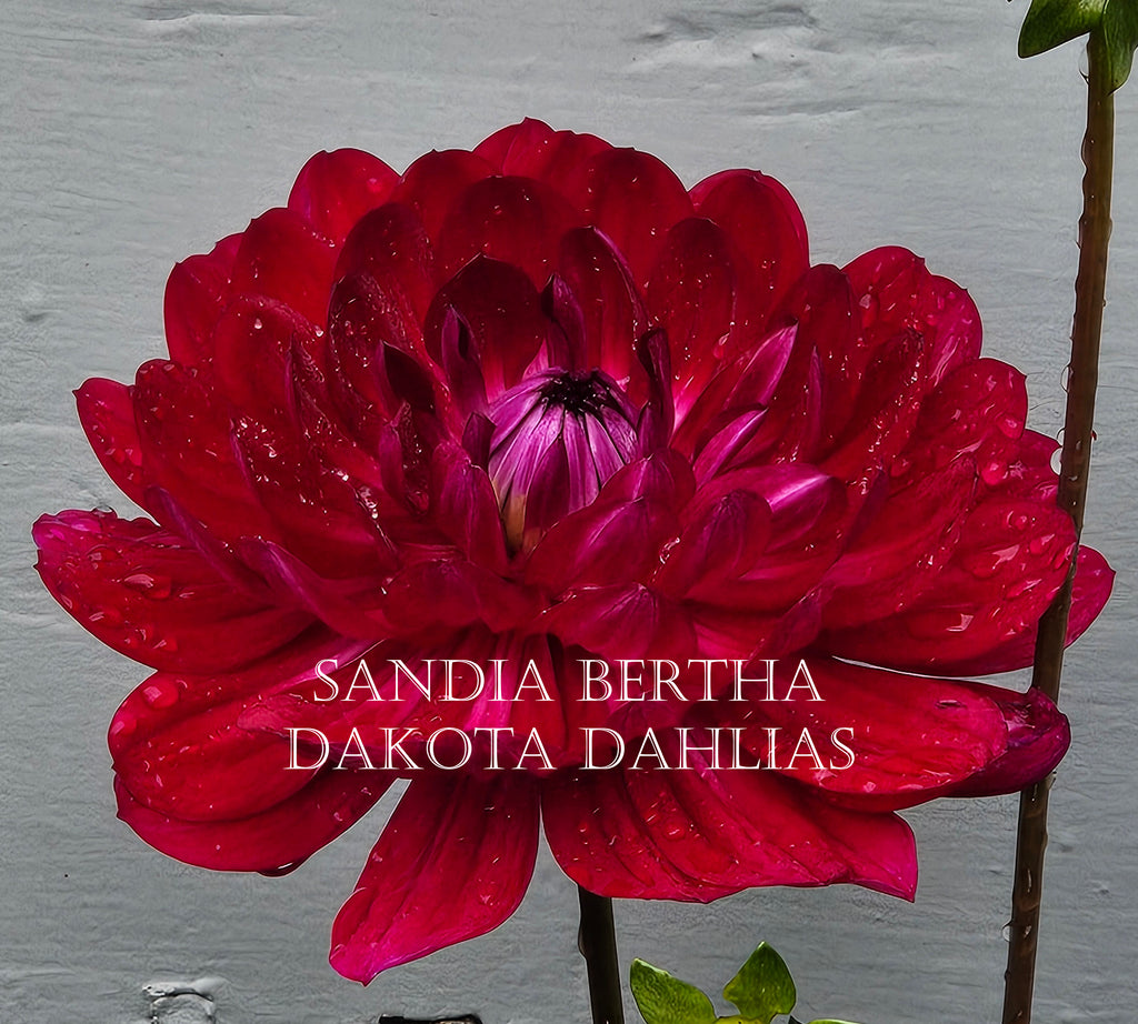 Sandia Bertha
