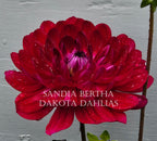 Sandia Bertha