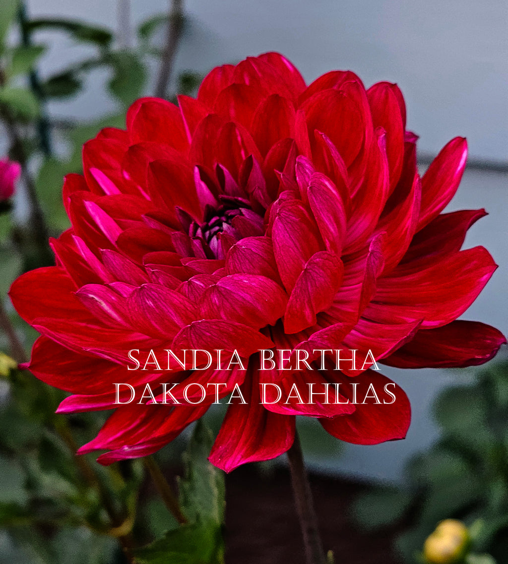 Sandia Bertha