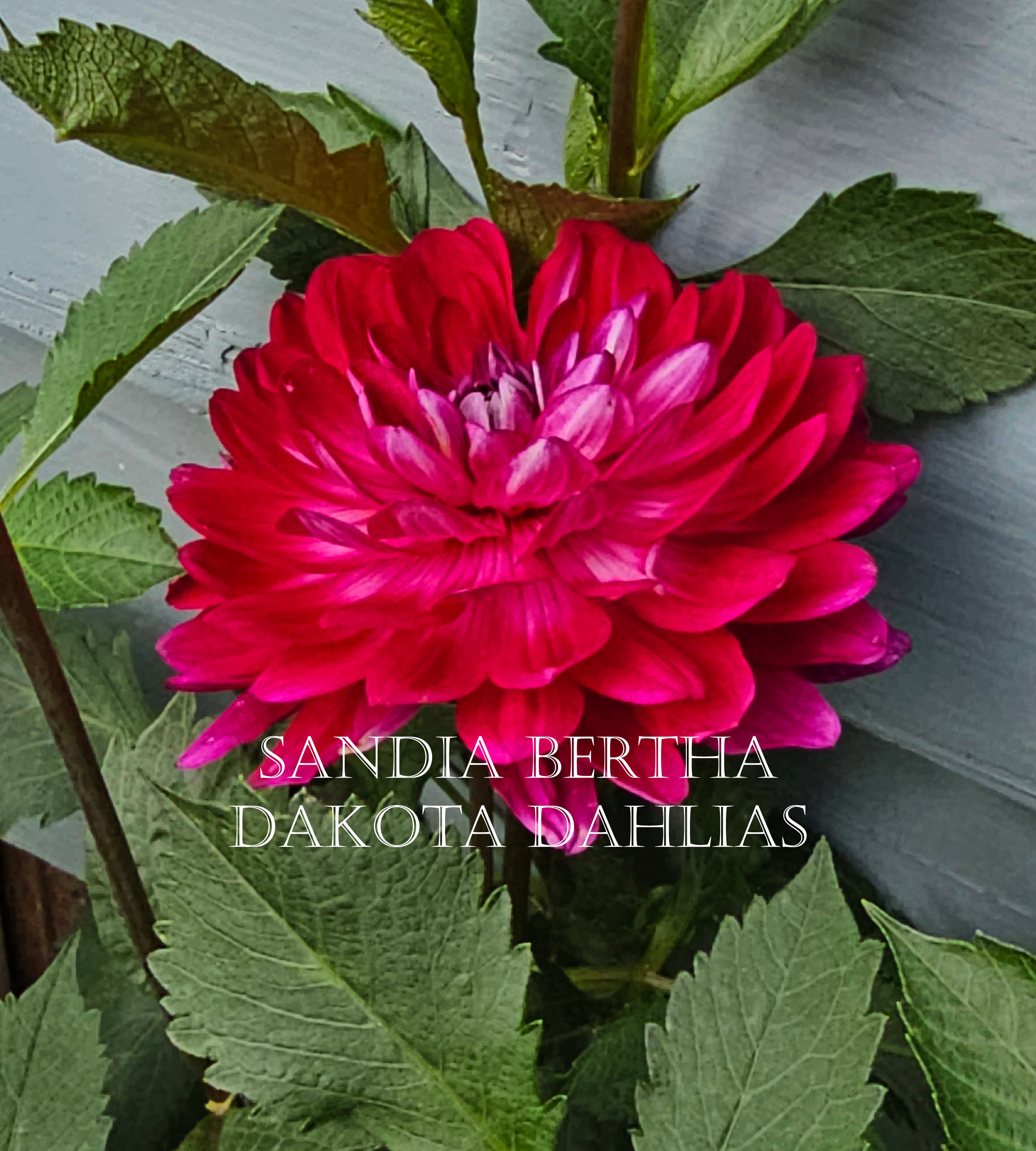 Sandia Bertha