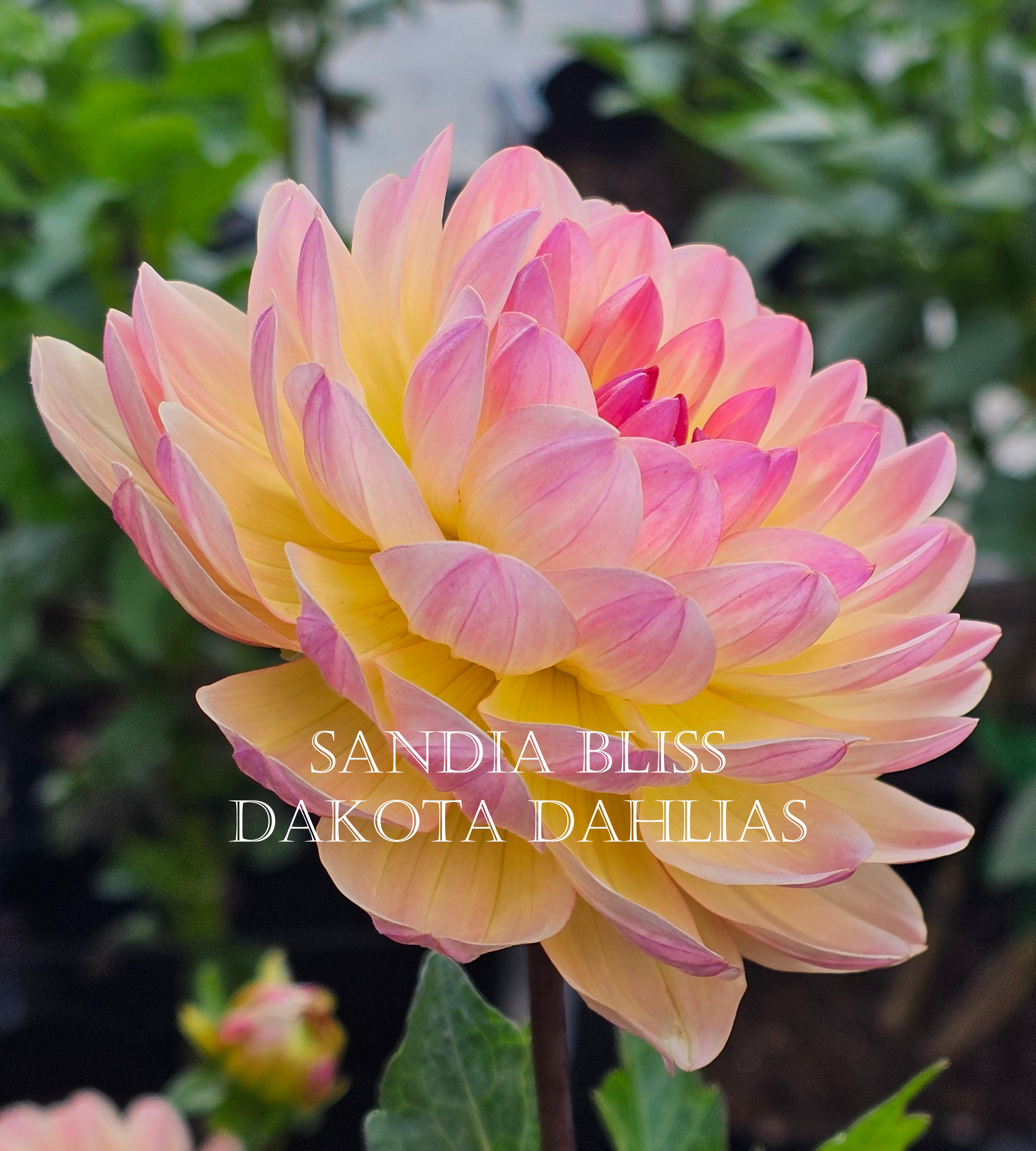 Sandia Bliss