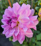 Sandia Shomei--LIMIT 1