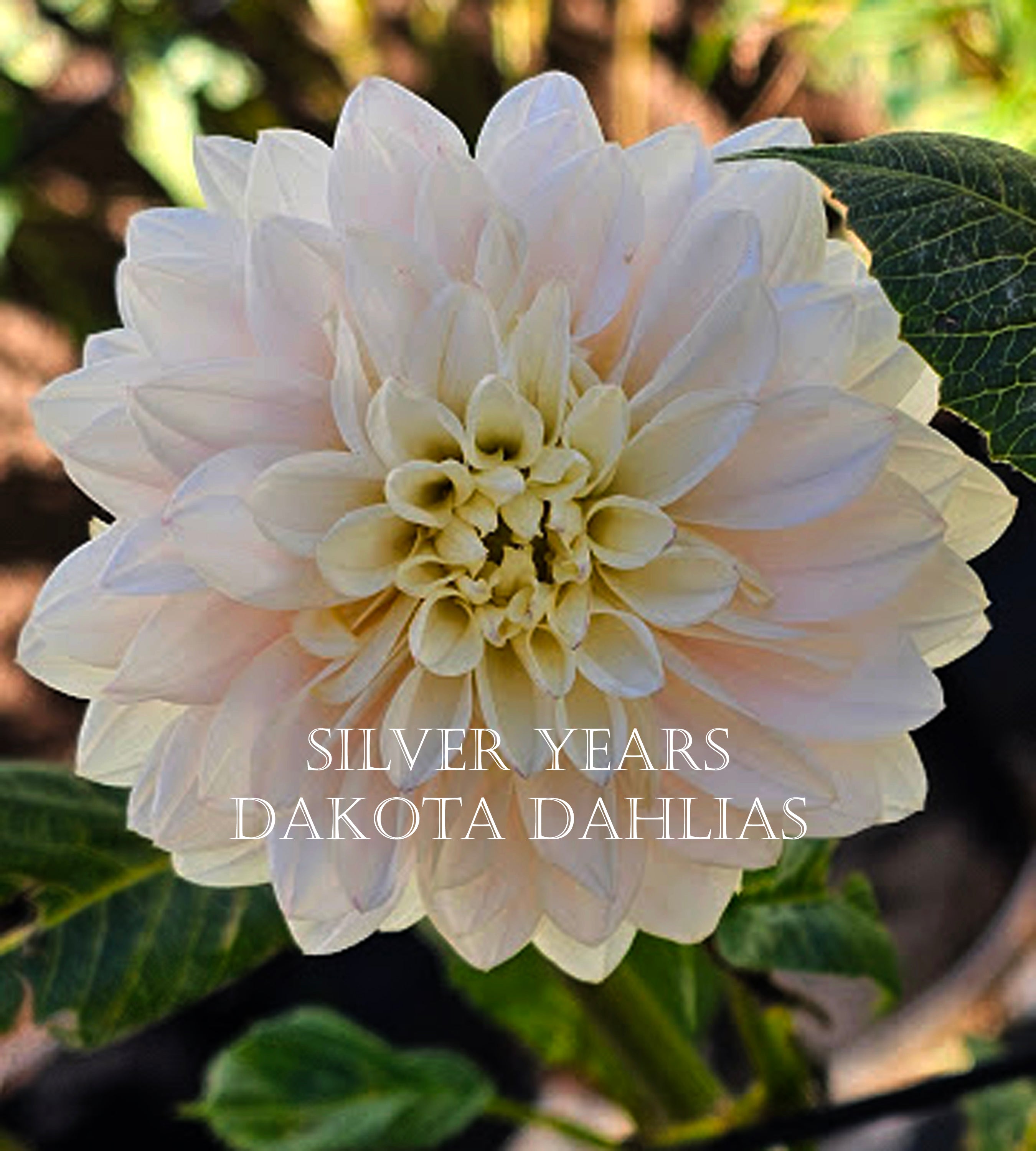 Silver Years