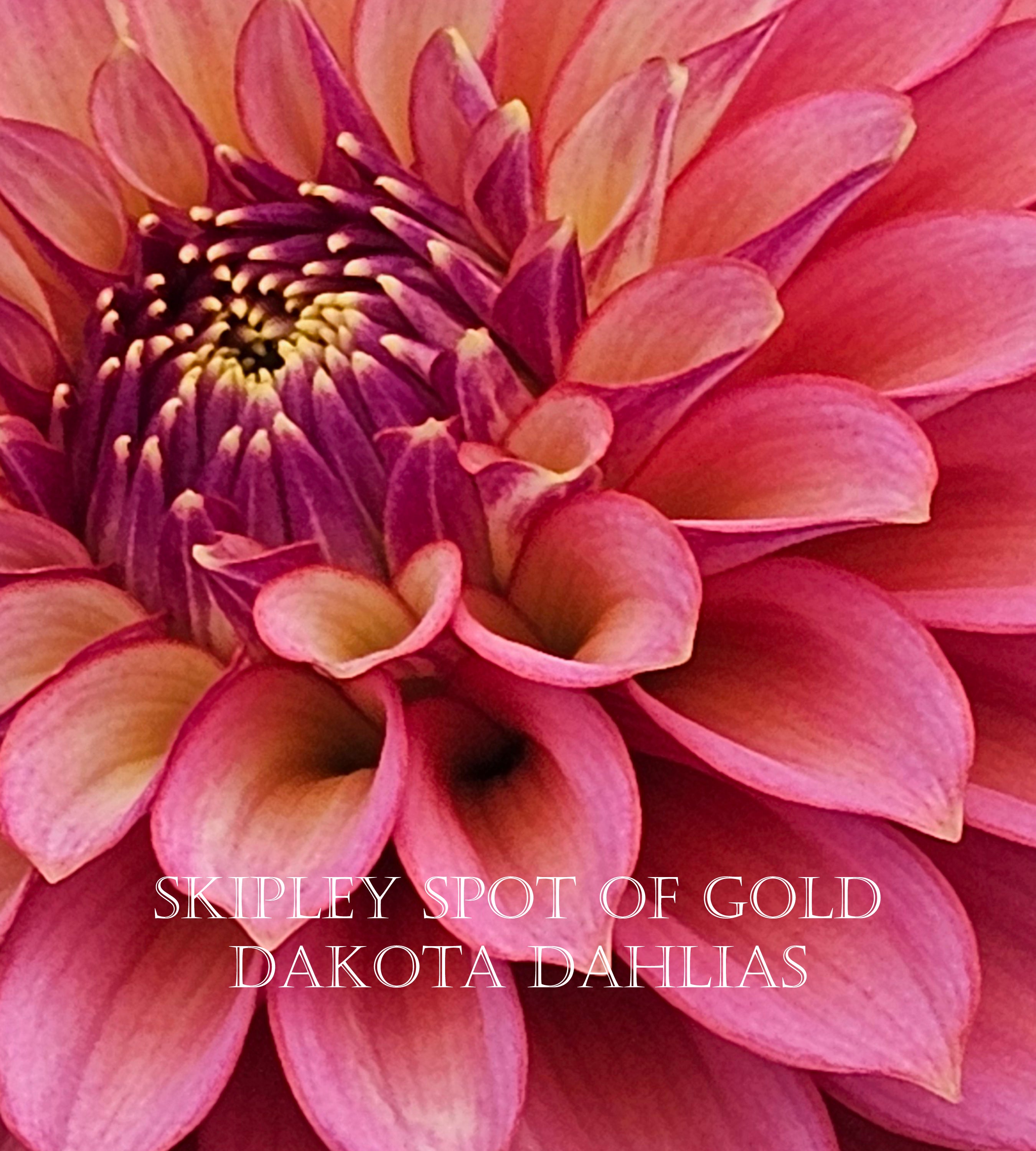 Skipley Spot of Gold