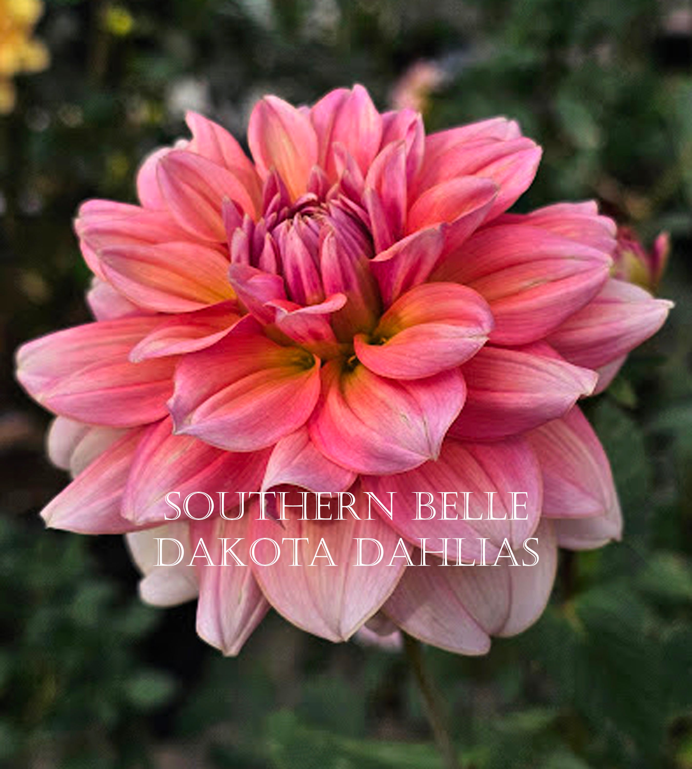 Southern Belle