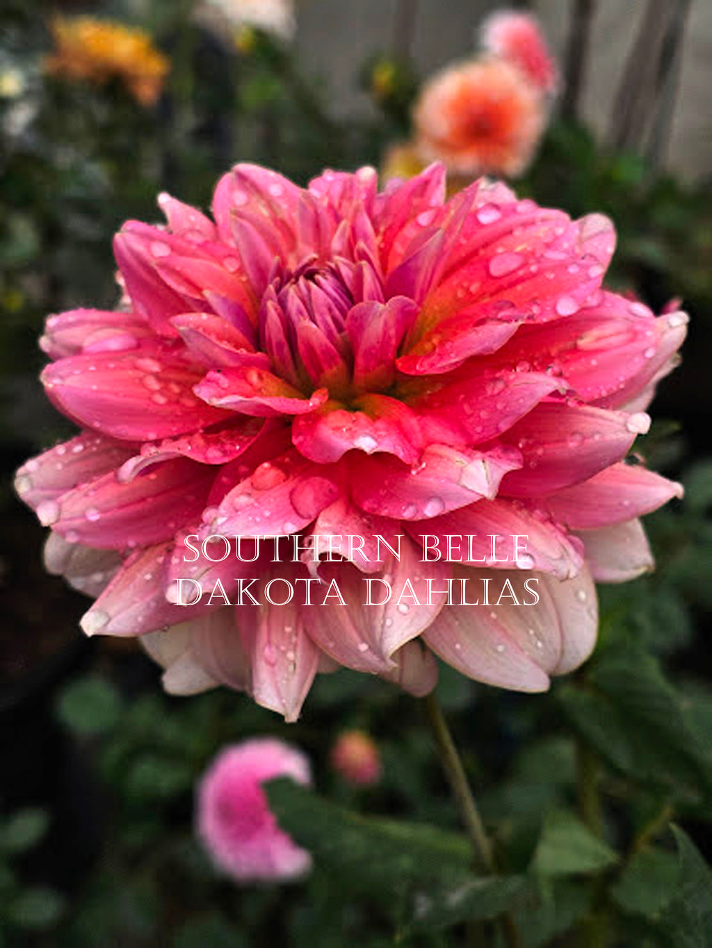 Southern Belle