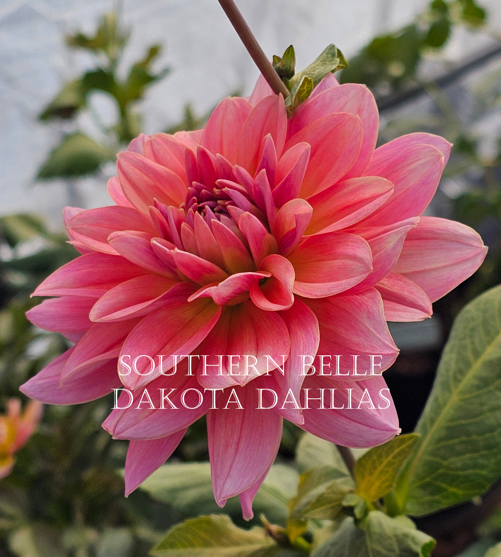 Southern Belle