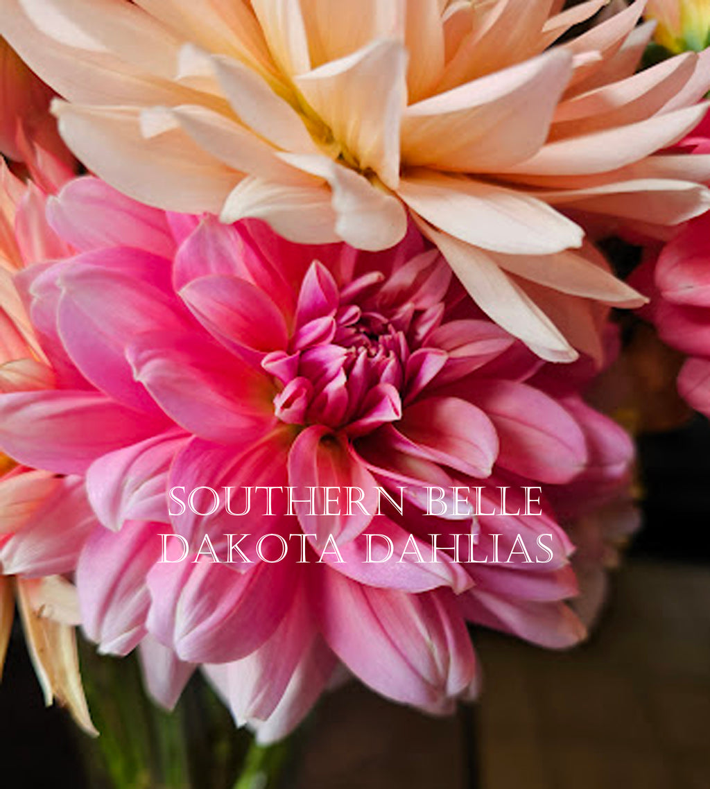 Southern Belle