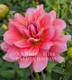 Southern Belle