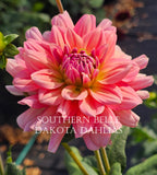 Southern Belle