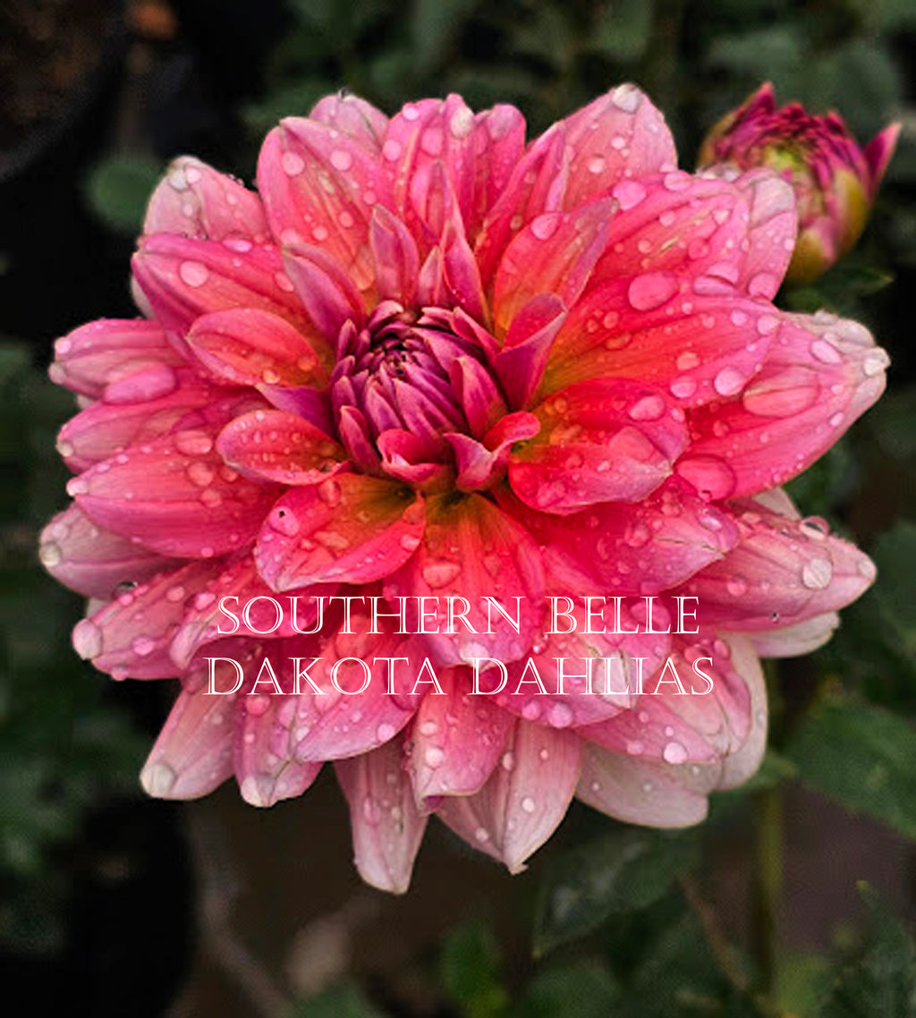 Southern Belle