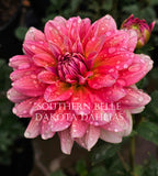 Southern Belle