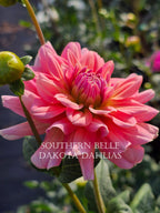 Southern Belle
