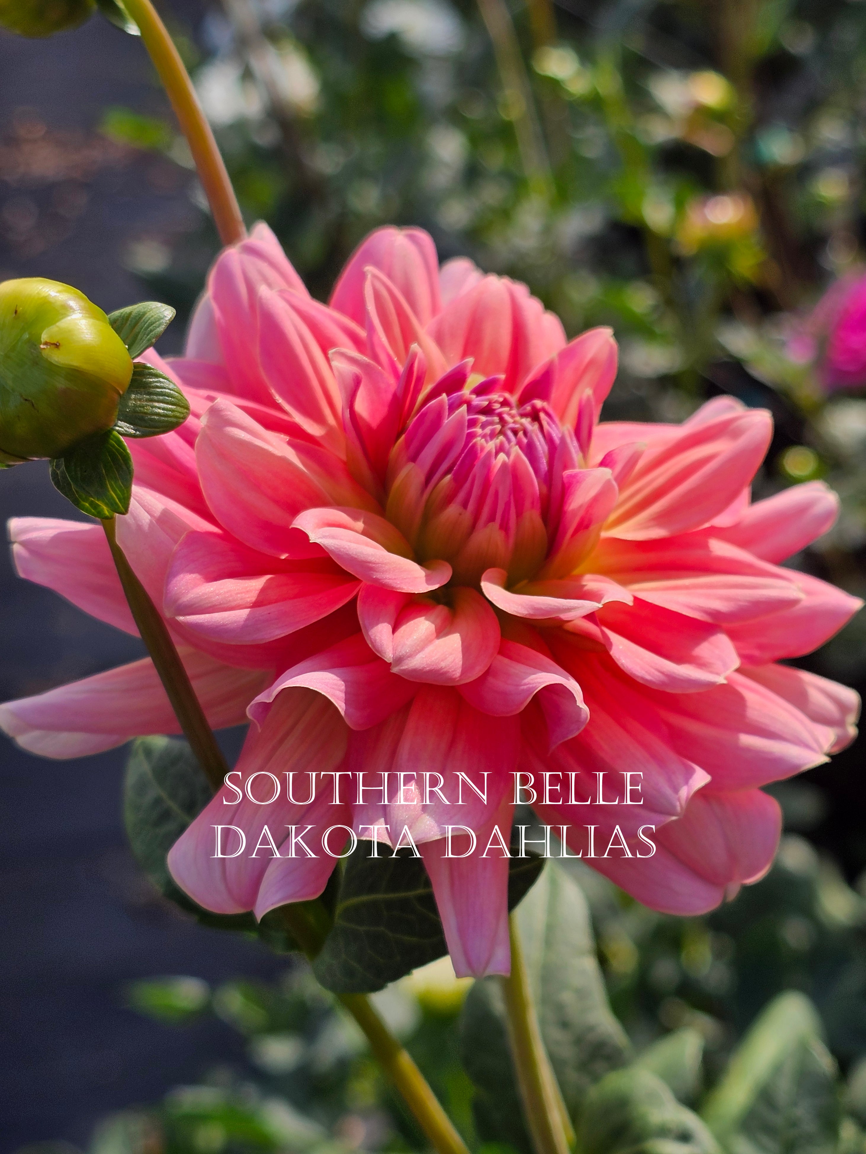 Southern Belle