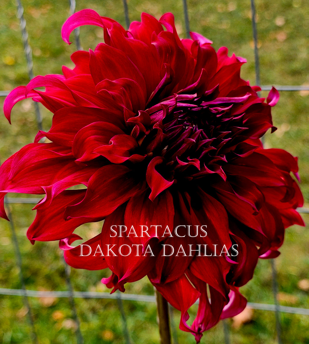 Spartacus
