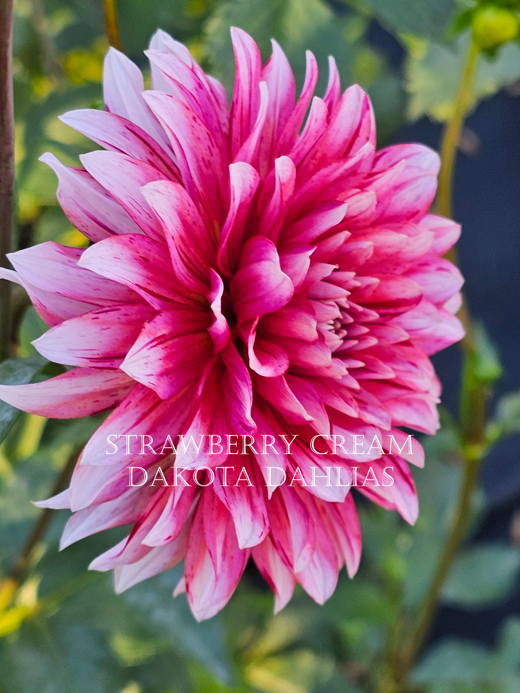 Strawberry Cream