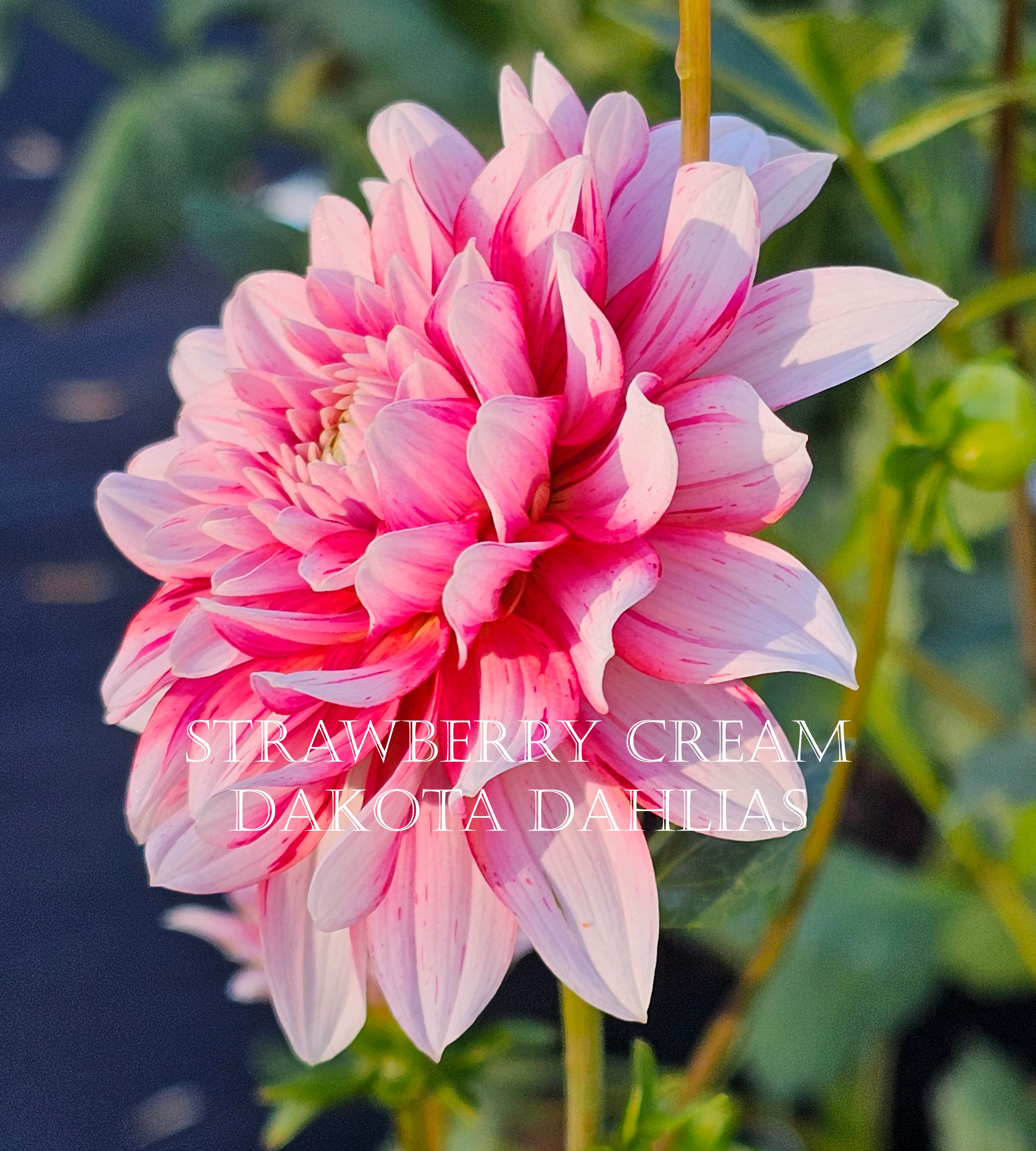 Strawberry Cream