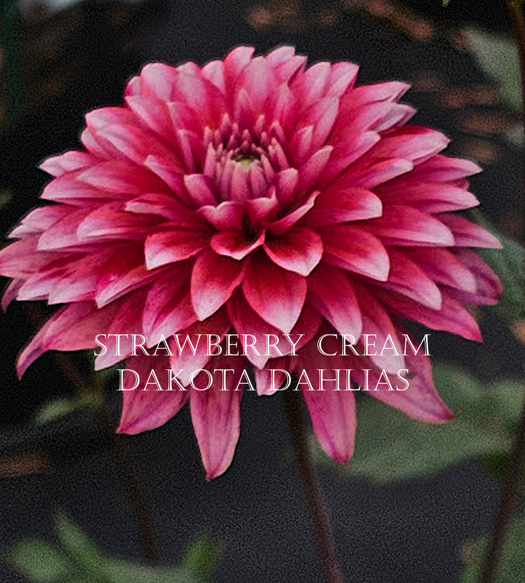 Strawberry Cream
