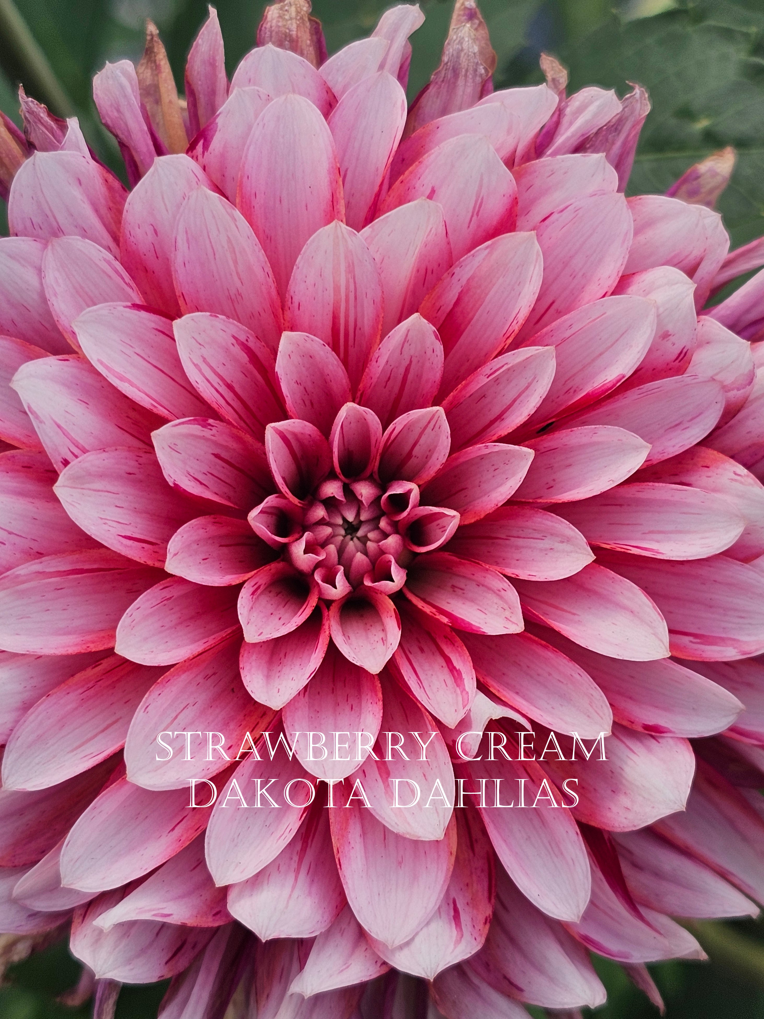 Strawberry Cream