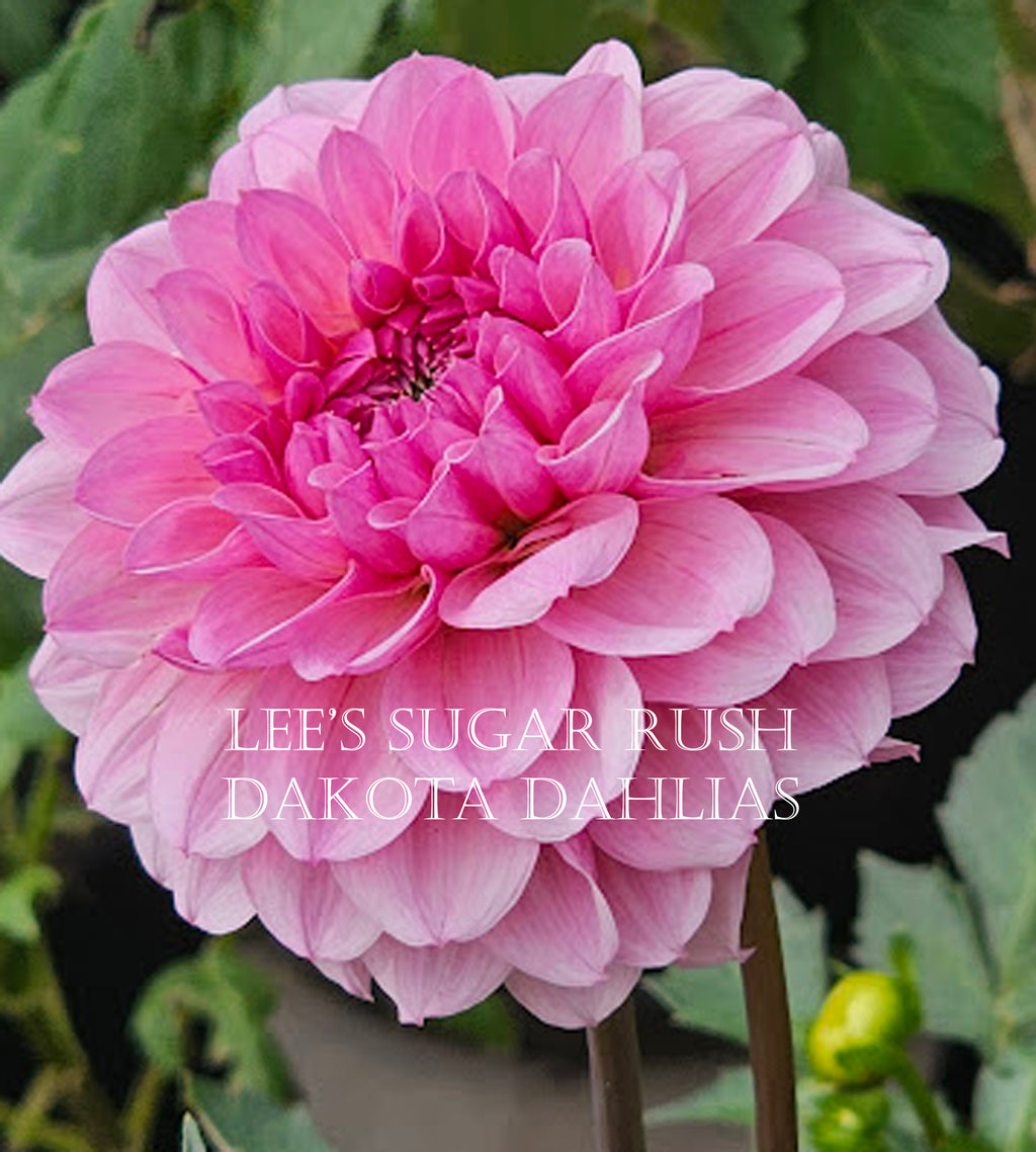 Lee's Sugar Rush