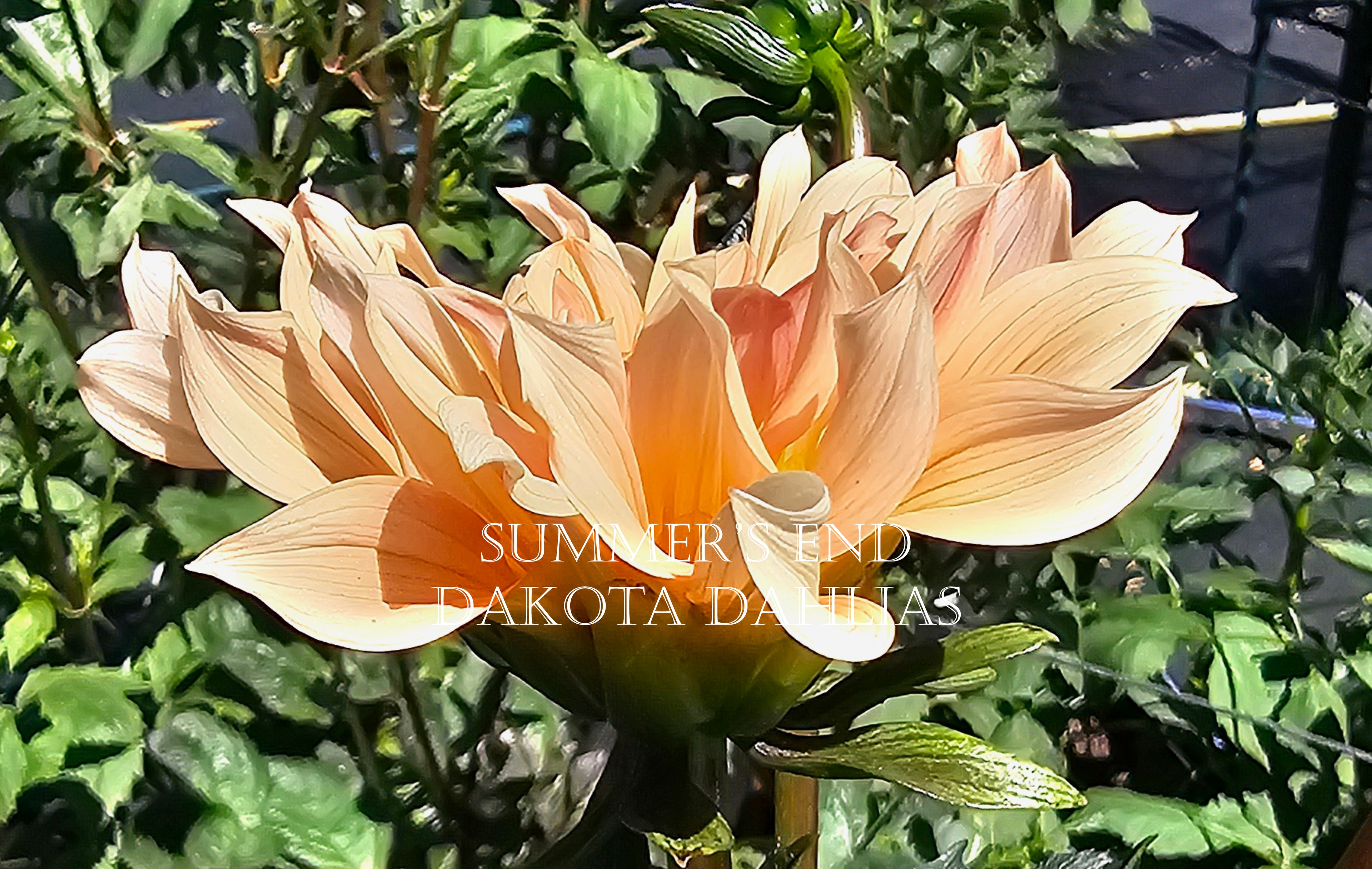 Summer's End