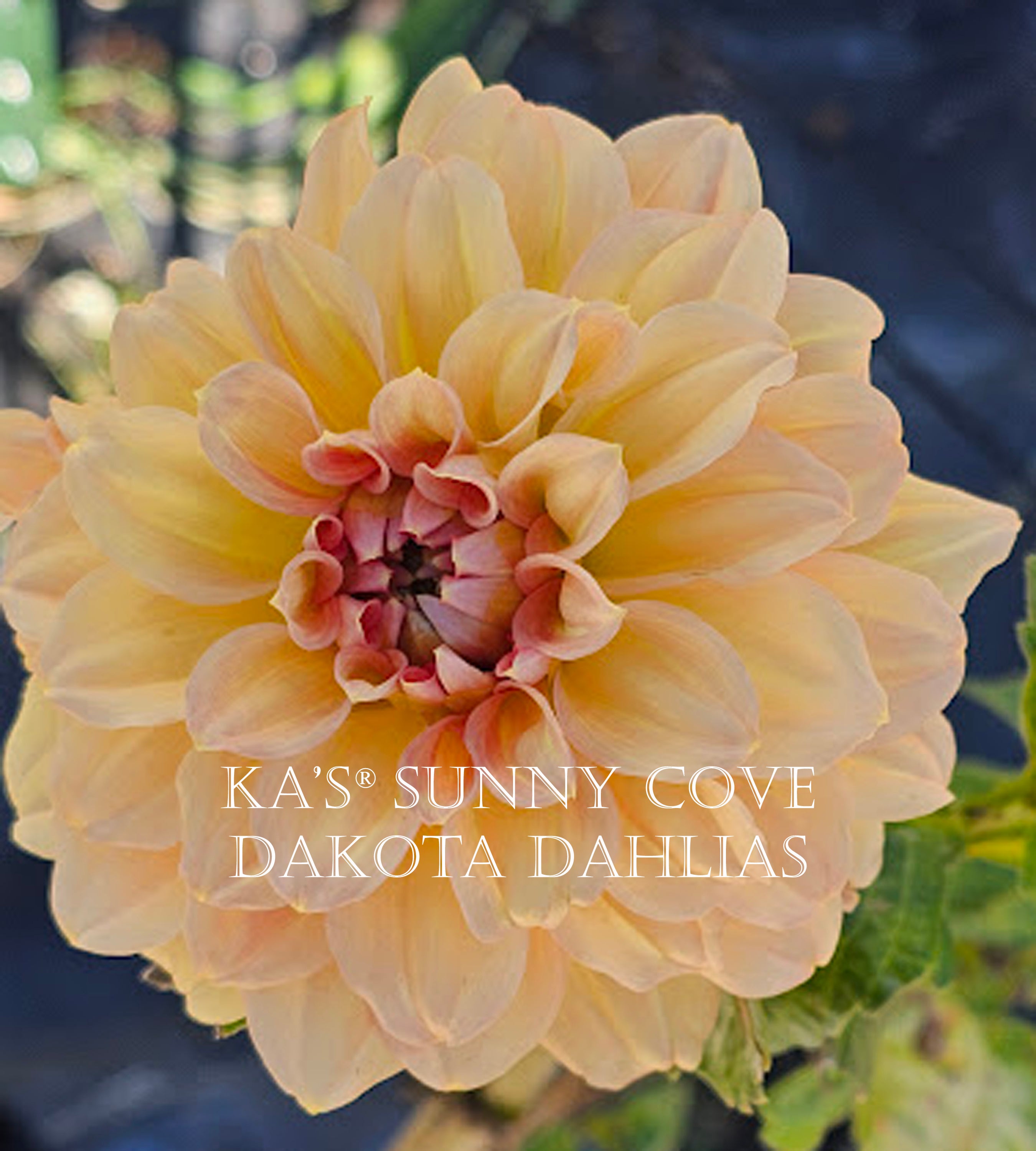 KA's® Sunny Cove~Growing for tuber sales for 2027~