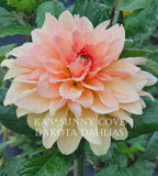 KA's® Sunny Cove~Growing for tuber sales for 2027~