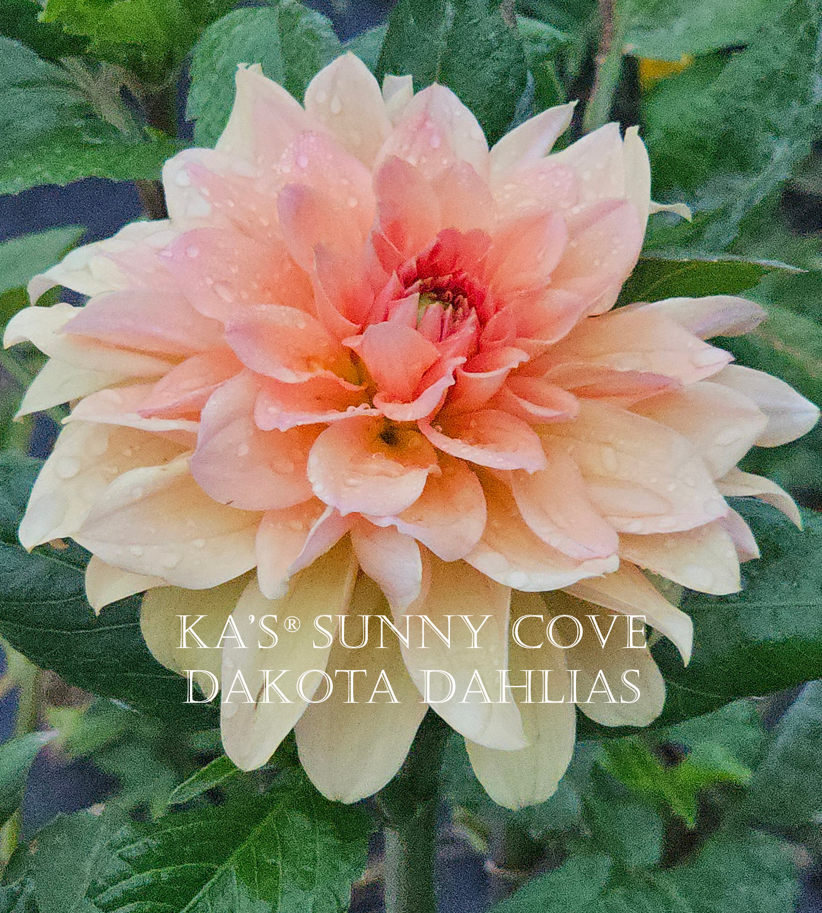 KA's® Sunny Cove~Growing for tuber sales for 2027~