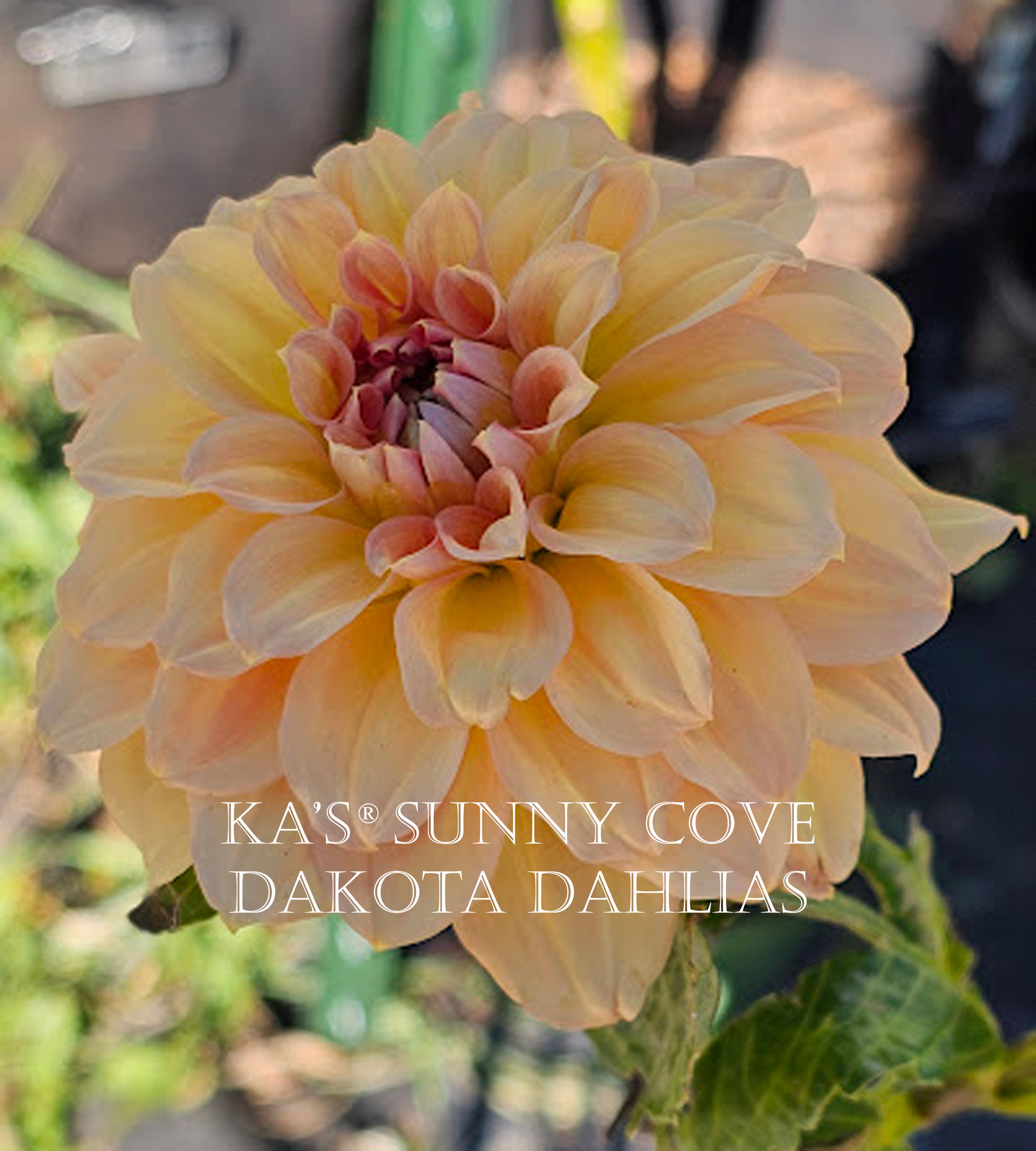 KA's® Sunny Cove~Growing for tuber sales for 2027~