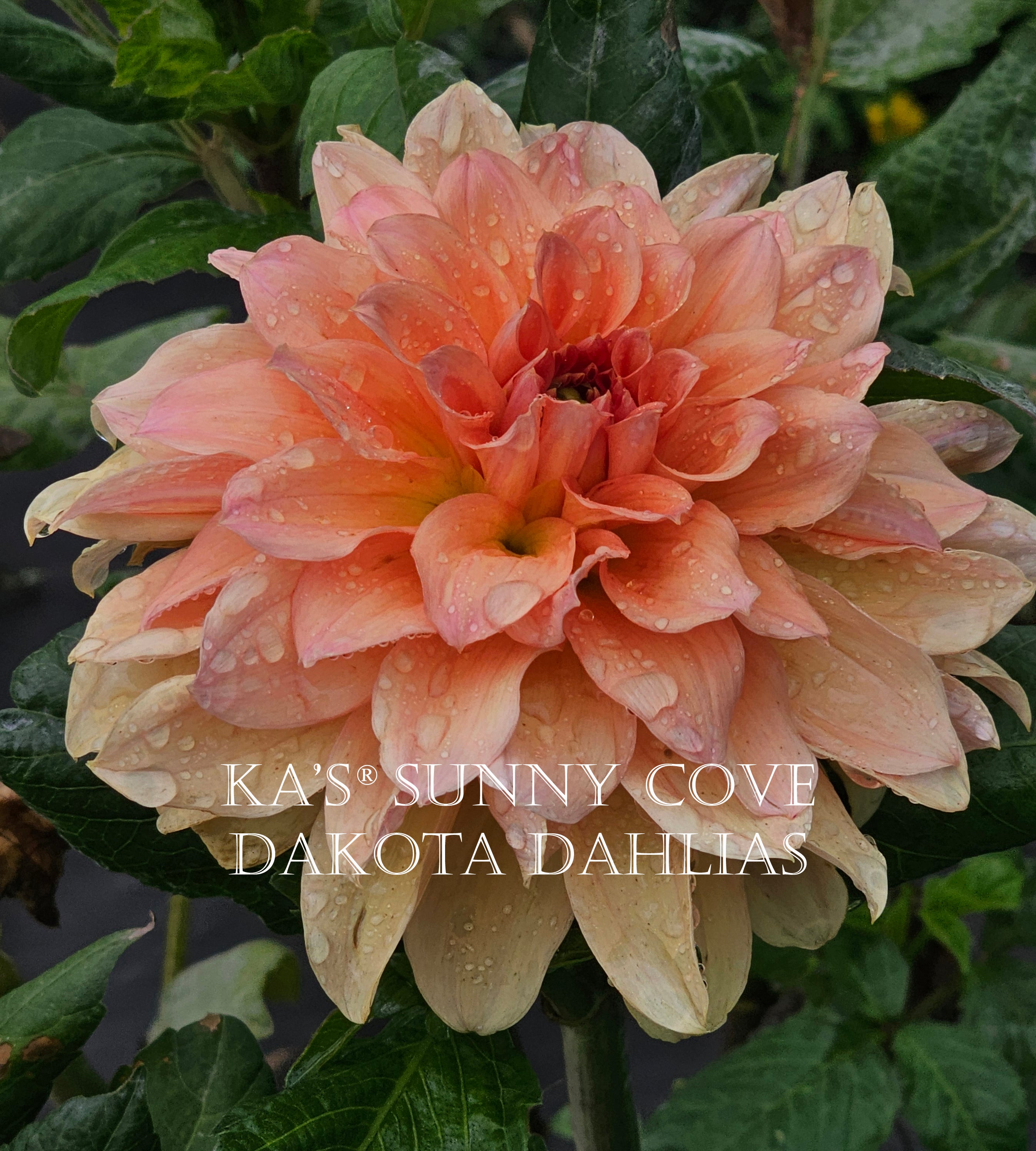 KA's® Sunny Cove~Growing for tuber sales for 2027~