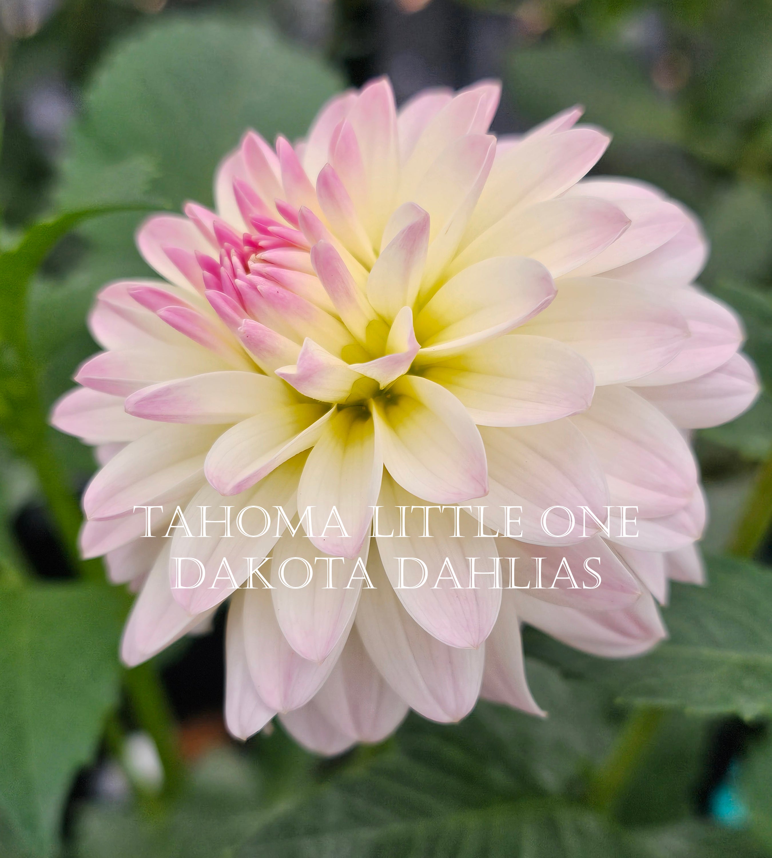 Tahoma Little One
