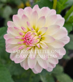 Tahoma Little One