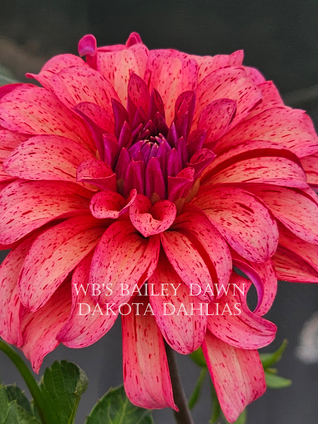 WB's Bailey Dawn~Growing Stock for 2027~