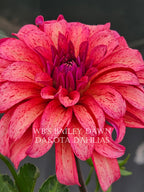 WB's Bailey Dawn~Growing Stock for 2027~